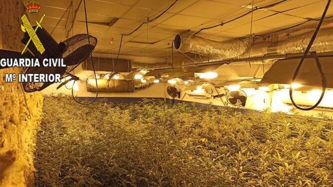Interior de la nave llena de marihuana en una foto facilitada por la  Guardia Civil.