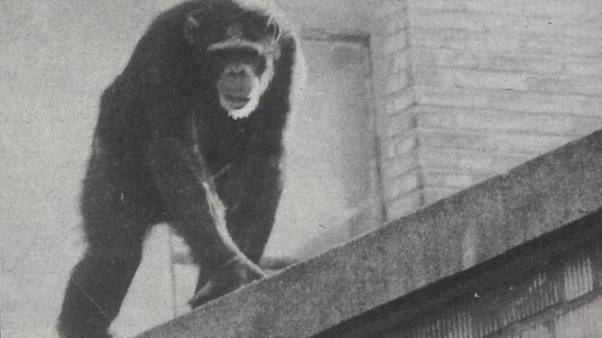 Uno de los simios escapados en el tejado de un centro comercial próximo al zoo.