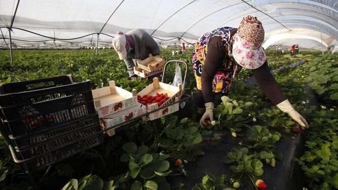 Varias mujeres recolectaban ayer lunes las primeras fresas de la campaña en una finca de Cartaya