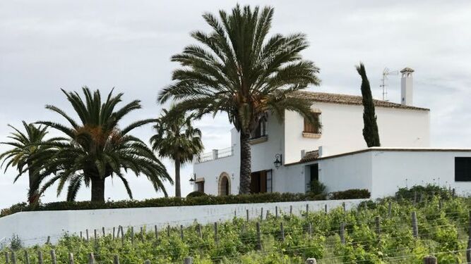 Bonita imagen de una viña del Marco de Jerez.