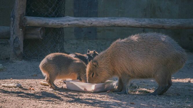 Capibaras, comiendo en el Zoobotánico de Jerez.