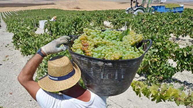 Un jornalero con un capacho lleno de uva en la última vendimia del Marco de Jerez.