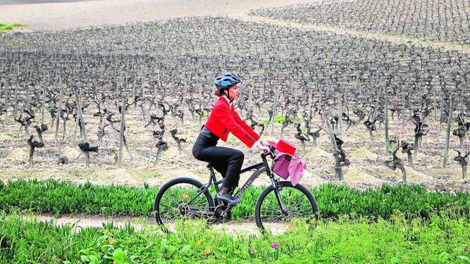 Una azafata de Tío Pepe pasea en bicicleta por el viñedo del Marco de Jerez.