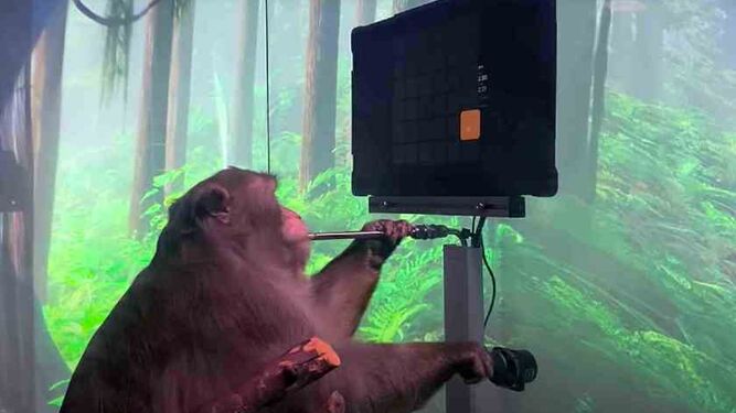Empresa de Musk muestra un mono con un chip implantado jugando un videojuego