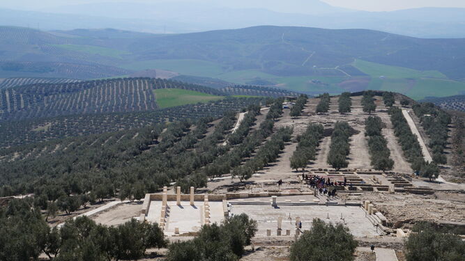 Paisaje de olivares en Baena desde el castillo de Torreparedones.