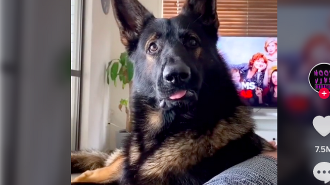 La reacción de este perro ex policía cuando escucha la palabra "cocaína" se vuelve viral