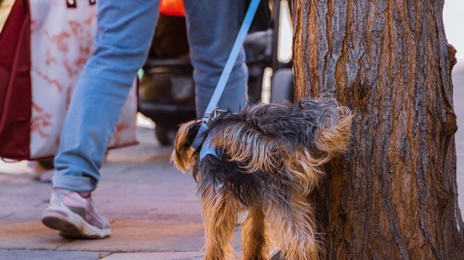 Torremolinos sancionará con hasta 500 euros a quien no diluya la orina de su perro en la vía pública