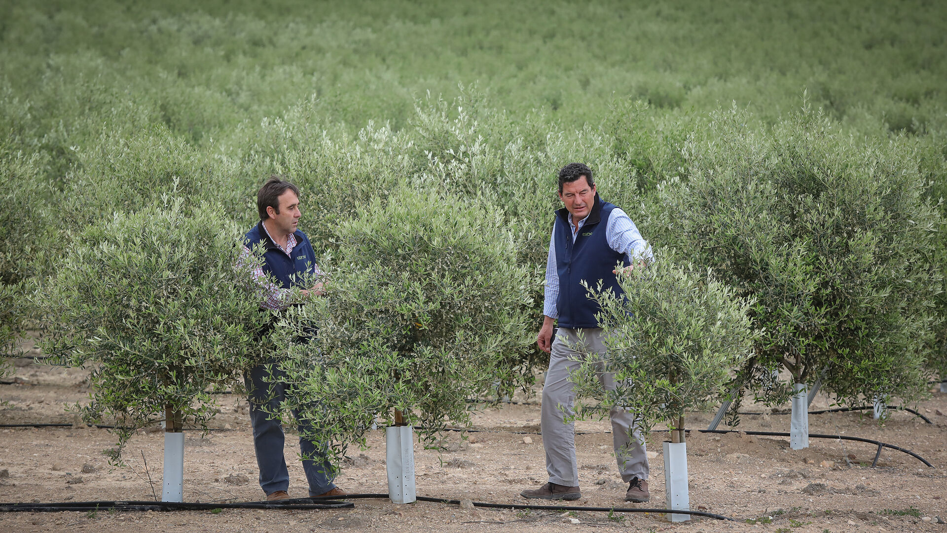 Diego Torrej&oacute;n y Alfonso Cuesta observan el desarrollo de sus olivos