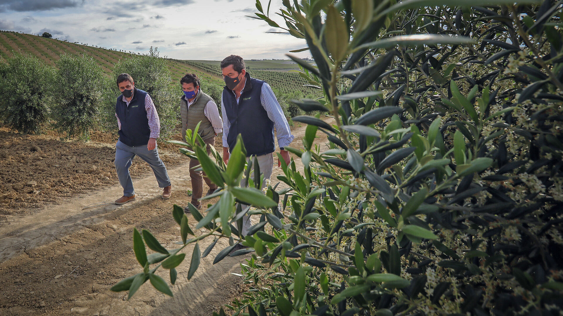 Alfonso Cuesta, Alexis Ferral y Diego Torrej&oacute;n, entre olivos en la explotaci&oacute;n de Ferral en la carretera de El Calvario.