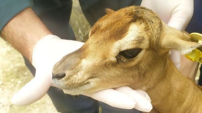 La nueva cría de gacela Mhorr del Zoobotánico de Jerez.