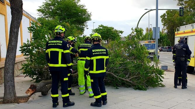 Los bomberos de Jerez retiran ramas por el fuerte viento.