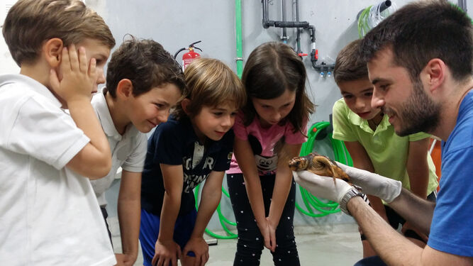 Niños contemplan una cría de tortuga marina en el Acuario de Sevilla.