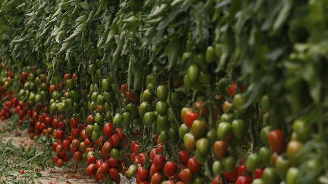 Crecimiento y vida útil del tomate, en estrés hídrico con XStress