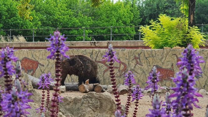 El bisonte macho llegado de Francia en las instalaciones del Zoo de Jerez.