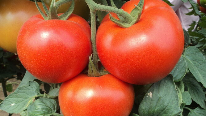 El tomate es uno de los más afectados por los acuerdos con países terceros.