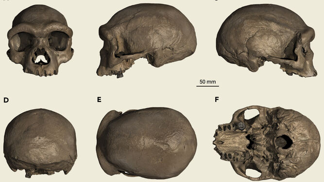 El cráneo de Harbin, identificado como una nueva especie, 'Homo longi' u 'hombre dragón'