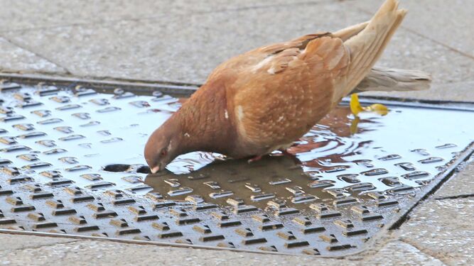 Una paloma se refresca en el centro de Jerez con el agua caída encima de una losa