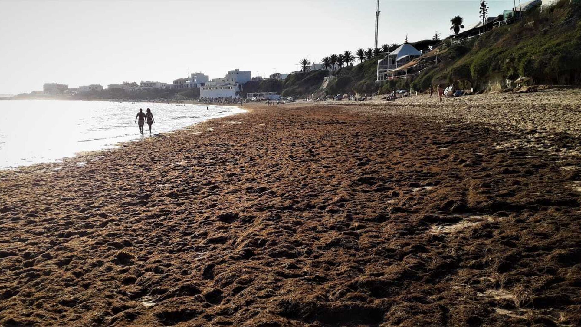 La playa de Los Ca&ntilde;os de Meca, invadida por las algas