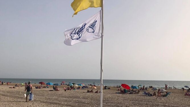 Bandera indicativa de la presencia de medusas izada en la playa de San Fernando.