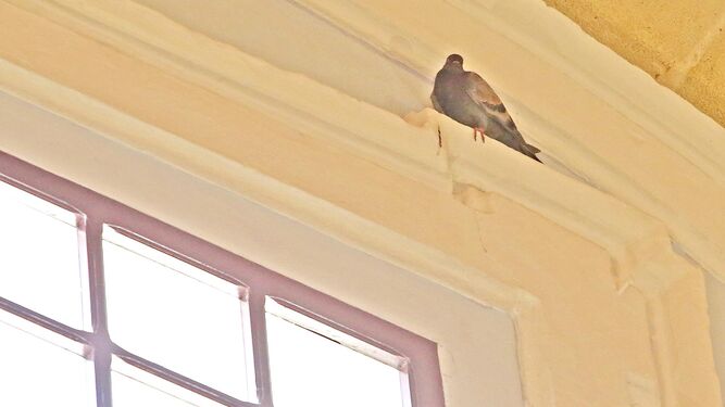 La paloma, posada sobre los ventanales del salón de plenos del Ayuntamiento.