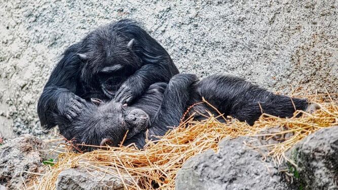 El Zoo de Jerez se suma a la celebración del Día de los Primates