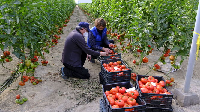 Agricultores recolectado tomates