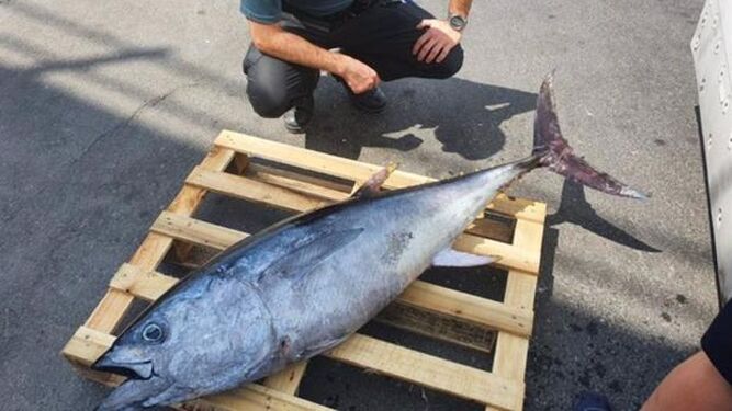 El atún de 40 kilos incautado en Utrera.