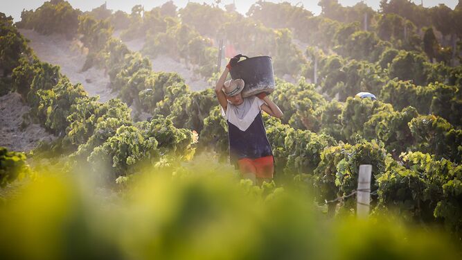 Un vendimiador carga un capacho de uva Palomino al hombre durante la recién acabada vendimia del Marco de Jerez.