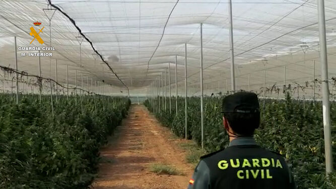 Image de la plantación de marihuana descubierta en Escúzar, en la provincia de Granada