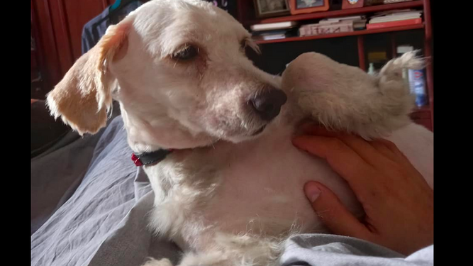 Boogie, el perro que sigue buscando a sus dueños tras la erupción de La Palma