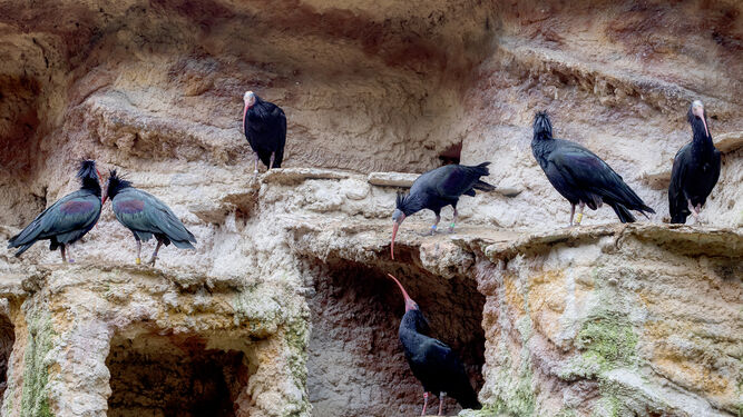 Varios ibis eremitas en el zoo de Jerez