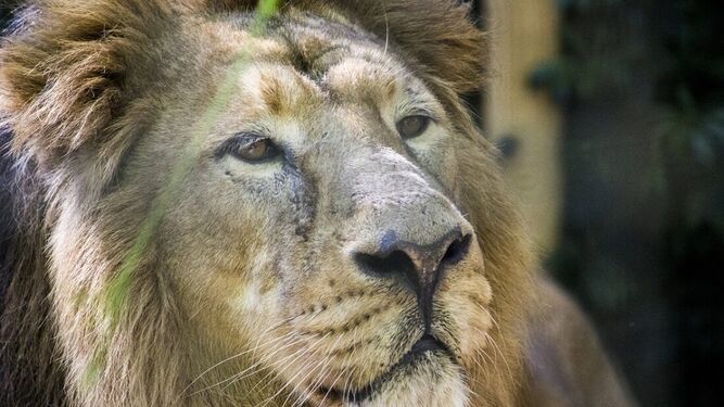 El león asiático, en una imagen de la web del Zoobotánico de Jerez