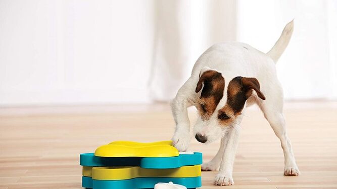 juegos que estimulan la inteligencia de tu perro para hacerle feliz