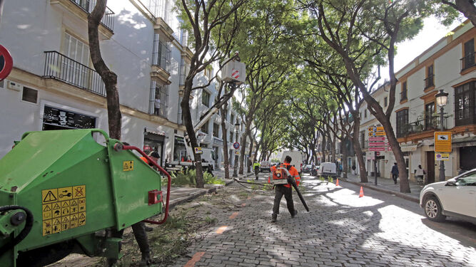 Varios operarios realizando trabajos de poda en la calle Porvera