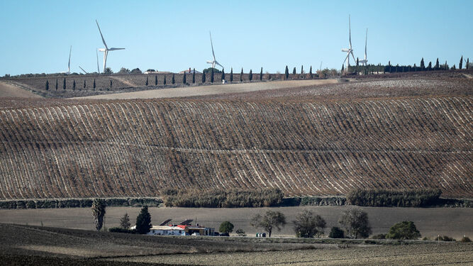 Imagen del viñedo del Marco con los gigantescos molinos de viento de un parque eólico al fondo.