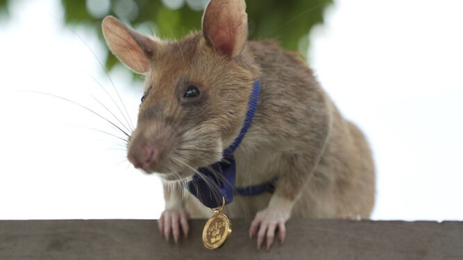 Adiós a Magawa: muere la rata héroe que salvó la vida de cientos de personas detectando explosivos