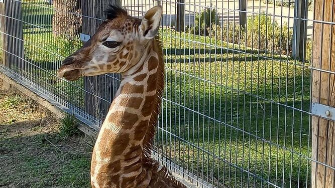 La jirafa Castilla vuelve a ser madre en el Zoobotánico de Jerez