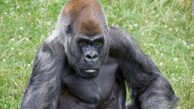 Muere el gorila macho más viejo del mundo