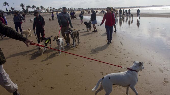 Un momento del paseo con perros celebrado el pasado domingo en las playas de Chiclana.
