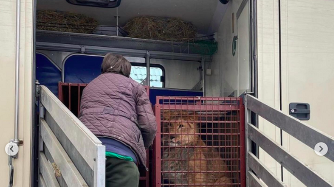 Las tristes imágenes de los animales evacuados en el zoológico de Kiev tras el ataque de tropas rusas