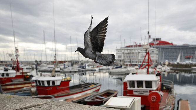 Barcos de pesca amarrados en el puerto de La Coruña