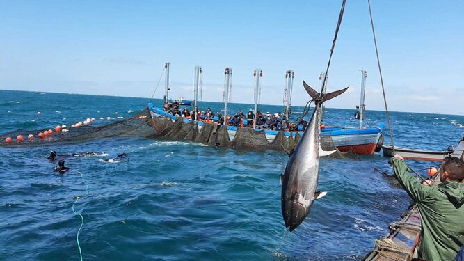 Uno de los 43 ejemplares de atún que se han extraído de la almadraba Punta Atalaya.