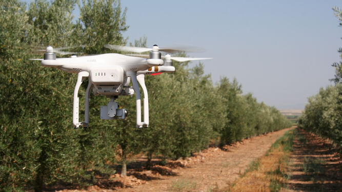 Uso de un dron en un olivar.