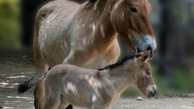 Dos  caballos de Przewalski en el Zoobotánico de Jerez