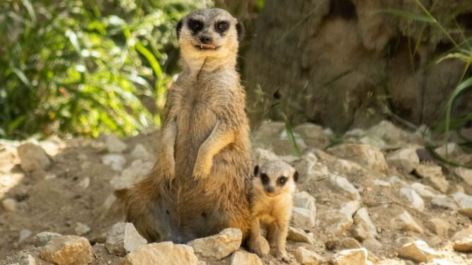 La cría de suricato nacida en el Zoo de Jerez, junto a otro ejemplar adulto.
