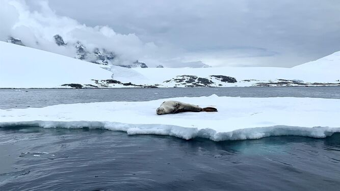 Imagen de archivo de una foca en los alrededores de una base militar británica en Puerto Lockroy (Antártida).