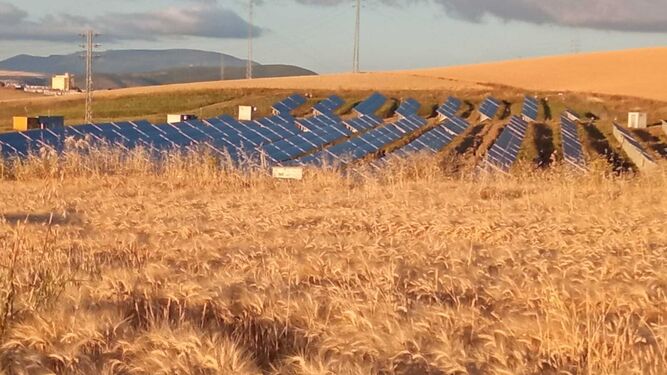 Un huerto solar en un municipio de la Sierra, junto a un campo de cereales de la zona.