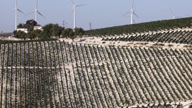 Aerogeneradores de un parque eólico en el entorno del viñedo del pago de Balbaína en Jerez.