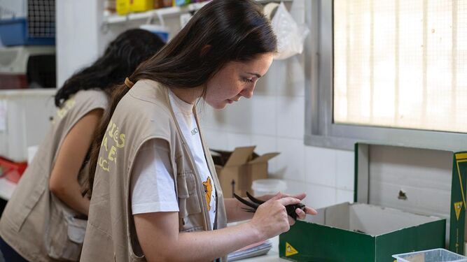 Una trabajadora del Zoobotánico de Jerez cuidando un vencejo