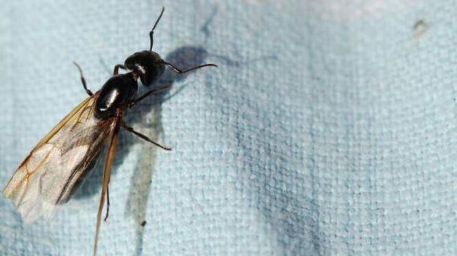 La aparición de numerosas hormigas con alas en Madrid no se debe a una plaga sino a sus "vuelos nupciales" por el calor